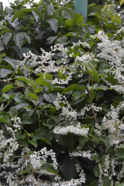 Botanik bahçesinde çokgonum auberti çiçeği beyaz çiçek kümeleri