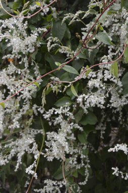 Botanik bahçesinde çokgonum auberti çiçeği beyaz çiçek kümeleri