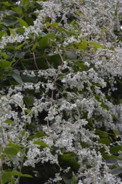 Botanik bahçesinde çokgonum auberti çiçeği beyaz çiçek kümeleri