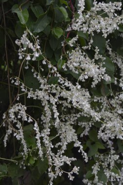 Botanik bahçesinde çokgonum auberti çiçeği beyaz çiçek kümeleri