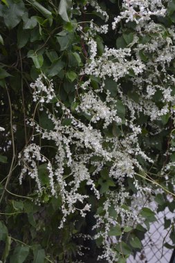 Botanik bahçesinde çokgonum auberti çiçeği beyaz çiçek kümeleri