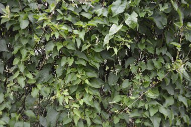 Botanik bahçesinde çokgonum auberti çiçeği beyaz çiçek kümeleri