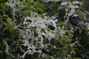 Botanik bahçesinde çokgonum auberti çiçeği beyaz çiçek kümeleri