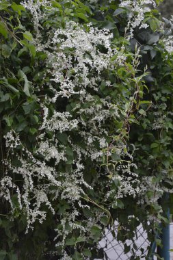 Botanik bahçesinde çokgonum auberti çiçeği beyaz çiçek kümeleri