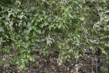 Botanik bahçesinde çokgonum auberti çiçeği beyaz çiçek kümeleri