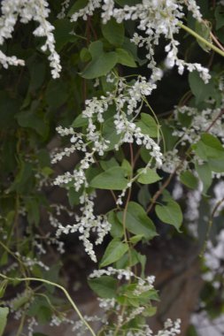Botanik bahçesinde çokgonum auberti çiçeği beyaz çiçek kümeleri