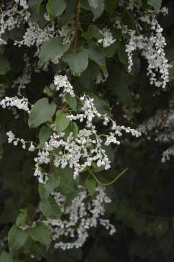 Botanik bahçesinde çokgonum auberti çiçeği beyaz çiçek kümeleri