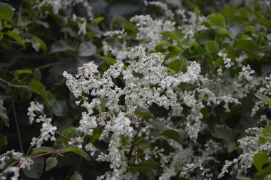 Botanik bahçesinde çokgonum auberti çiçeği beyaz çiçek kümeleri
