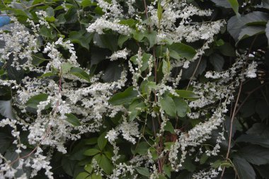 Botanik bahçesinde çokgonum auberti çiçeği beyaz çiçek kümeleri