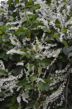 Botanik bahçesinde çokgonum auberti çiçeği beyaz çiçek kümeleri
