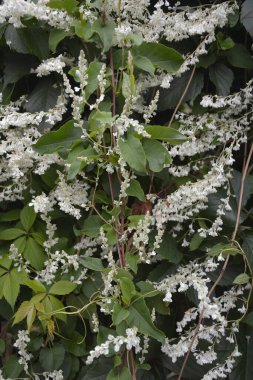 Botanik bahçesinde çokgonum auberti çiçeği beyaz çiçek kümeleri