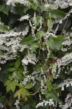 Botanik bahçesinde çokgonum auberti çiçeği beyaz çiçek kümeleri