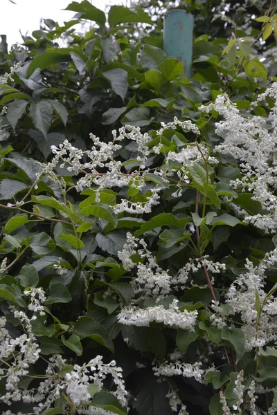 Polygonum Auberti Fleurs Grappes Fleurs Blanches Dans Jardin Botanique — Photo