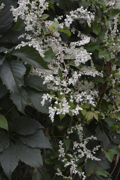 Botanik bahçesinde çokgonum auberti çiçeği beyaz çiçek kümeleri
