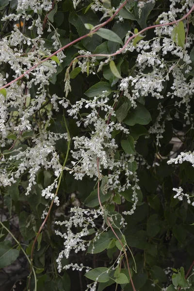 Polygonum Auberti Fleurs Grappes Fleurs Blanches Dans Jardin Botanique — Photo
