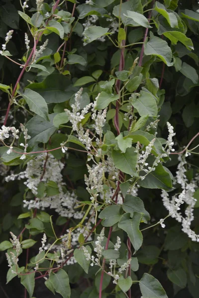 Polygonum Auberti Fleurs Grappes Fleurs Blanches Dans Jardin Botanique — Photo