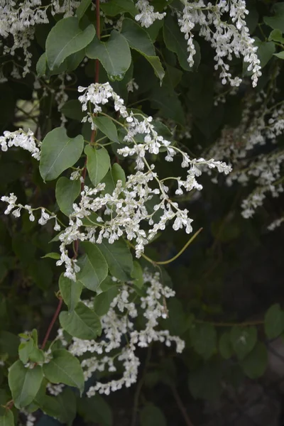 Polygonum Auberti Ανθίζουν Λευκά Συμπλέγματα Λουλουδιών Βοτανικό Κήπο — Φωτογραφία Αρχείου