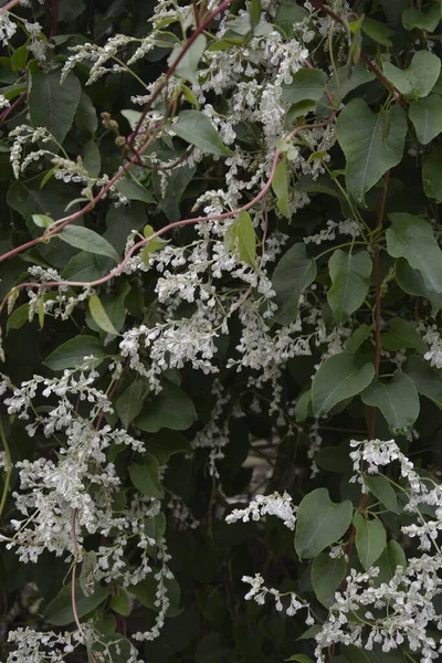 Polygonum Auberti Blühen Weiße Blütentrauben Botanischen Garten — Stockfoto
