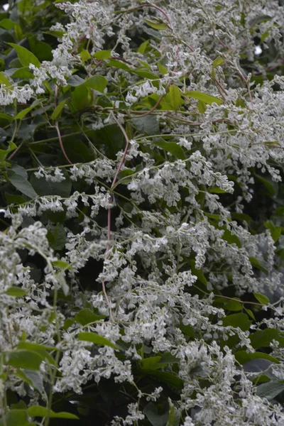 Polygonum Auberti Kwiat Gromady Białych Kwiatów Ogrodzie Botanicznym — Zdjęcie stockowe