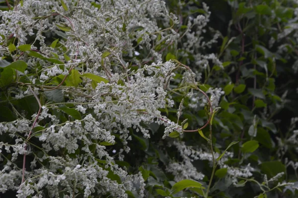 植物園のポリゴヌム アウベルティ フラワー ホワイト フラワー クラスター — ストック写真