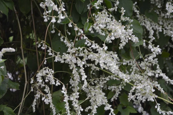 Polygonum Auberti Virág Fehér Virág Klaszterek Botanikus Kertben — Stock Fotó