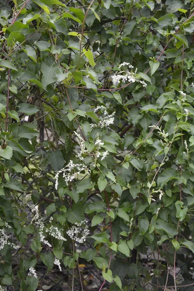 Polygonum Auberti Blossom White Flower Clusters Botanic Garden — Stock Photo, Image