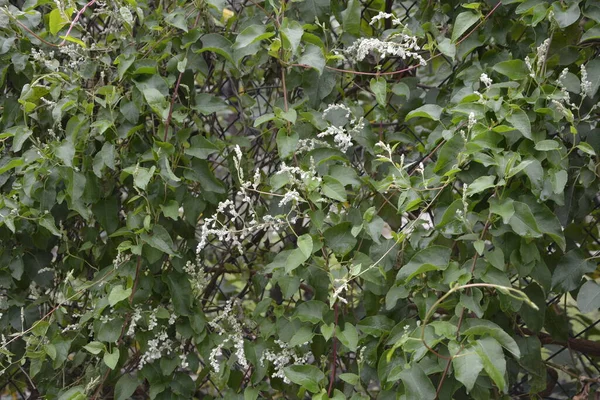 Polygonum Auberti Fleurs Grappes Fleurs Blanches Dans Jardin Botanique — Photo