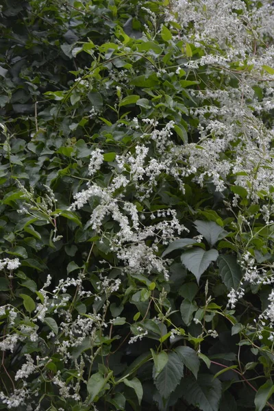 Polygonum Auberti Ανθίζουν Λευκά Συμπλέγματα Λουλουδιών Βοτανικό Κήπο — Φωτογραφία Αρχείου