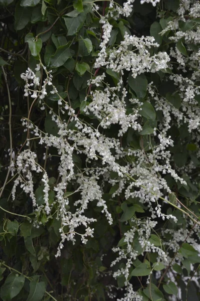 Полигонум Цветущий Белый Цветок Кластеры Ботаническом Саду — стоковое фото