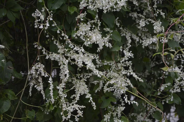 Polygonum Auberti Bloesem Witte Bloemtrossen Botanische Tuin — Stockfoto