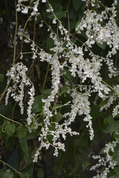 Polygonum Auberti Fleurs Grappes Fleurs Blanches Dans Jardin Botanique — Photo