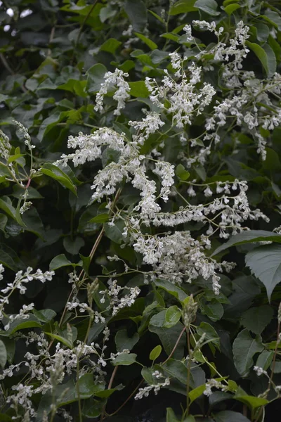 Botanik bahçesinde çokgonum auberti çiçeği beyaz çiçek kümeleri