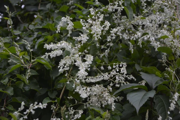 Polygonum Auberti Florecen Racimos Flores Blancas Jardín Botánico —  Fotos de Stock