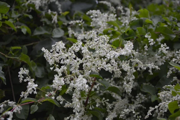 Polygonum Auberti Blühen Weiße Blütentrauben Botanischen Garten — Stockfoto