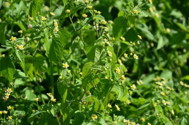 Galinsoga Parviflora - yazlık evlerinde popüler ot. Guasca, mielcilla, galinsoga, yiğit asker, yiğit ot ya da patates otunun çiçekleri. Odaklan..