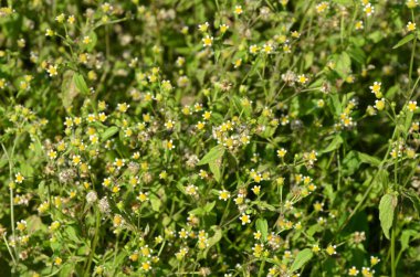 Galinsoga Parviflora - yazlık evlerinde popüler ot. Guasca, mielcilla, galinsoga, yiğit asker, yiğit ot ya da patates otunun çiçekleri. Odaklan..