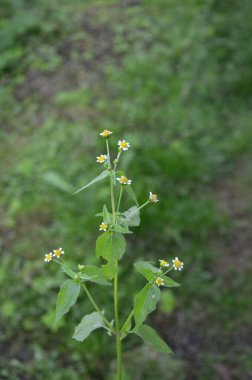 Galinsoga Parviflora - yazlık evlerinde popüler ot. Guasca, mielcilla, galinsoga, yiğit asker, yiğit ot ya da patates otunun çiçekleri. Odaklan..