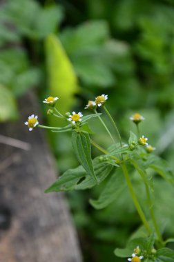 Galinsoga Parviflora - yazlık evlerinde popüler ot. Guasca, mielcilla, galinsoga, yiğit asker, yiğit ot ya da patates otunun çiçekleri. Odaklan..