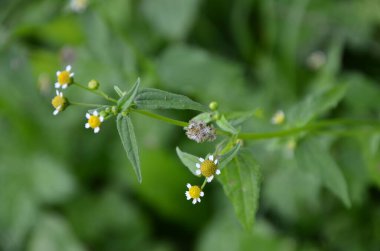 Galinsoga Parviflora - yazlık evlerinde popüler ot. Guasca, mielcilla, galinsoga, yiğit asker, yiğit ot ya da patates otunun çiçekleri. Odaklan..