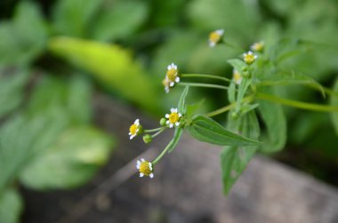 Galinsoga Parviflora - yazlık evlerinde popüler ot. Guasca, mielcilla, galinsoga, yiğit asker, yiğit ot ya da patates otunun çiçekleri. Odaklan..
