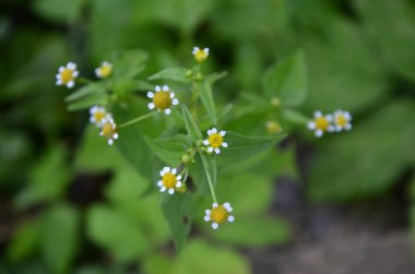 Galinsoga Parviflora - yazlık evlerinde popüler ot. Guasca, mielcilla, galinsoga, yiğit asker, yiğit ot ya da patates otunun çiçekleri. Odaklan..