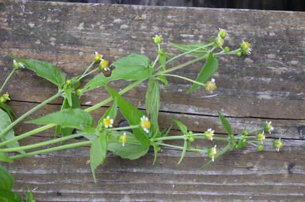 Galinsoga Parviflora Popularne Zioło Ich Domku Letnim Małe Kwiaty Guasca — Zdjęcie stockowe