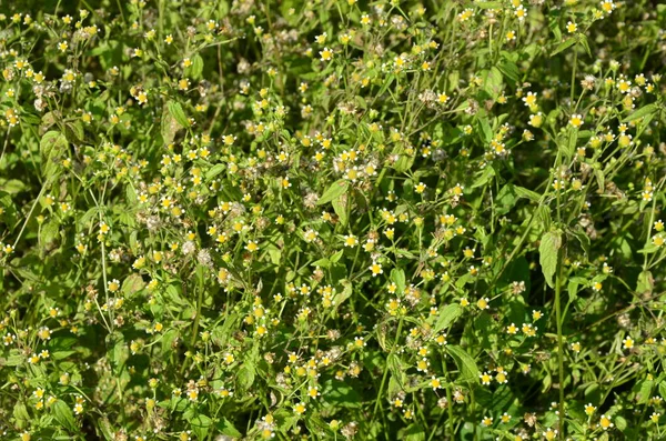 Galinsoga Parviflora - yazlık evlerinde popüler ot. Guasca, mielcilla, galinsoga, yiğit asker, yiğit ot ya da patates otunun çiçekleri. Odaklan..