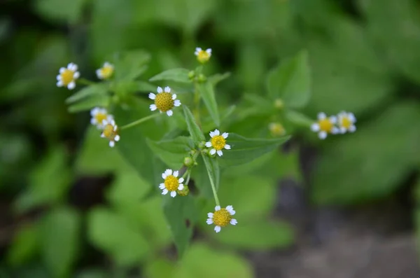 Galinsoga Parviflora Popular Weed Summer Cottage Small Flowers Guasca Mielcilla — Stock Photo, Image