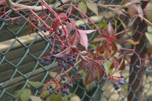 Liście Dzikich Winogron Ściana Liści Dzikich Winogron Zbliżenie Tekstury Zielonych — Zdjęcie stockowe