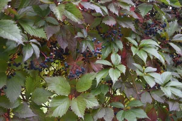 Folhas Uvas Selvagens Parede Folhas Uvas Silvestres Close Textura Folhas — Fotografia de Stock