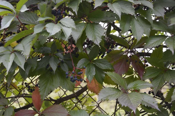 Blätter Von Wilden Trauben Wand Aus Blättern Wilder Trauben Nahaufnahme — Stockfoto