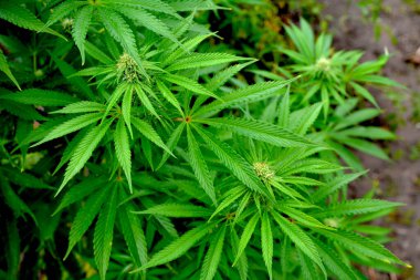 Marijuana. Tıbbi kenevir mahsulü hasat için neredeyse hazır. Bahçede yetişen bir sürü esrar, yakın çekim..