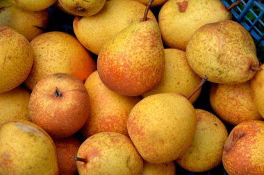 Sonbaharda güneşli bir pazar gününde taze sarı armutlar toplandı.