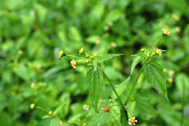 Saetilla ve mielcilla dahil Galinsoga parviflora 'nın ortak alternatif isimleri. Beyaz yapraklı ve sarı merkezli alışveriş merkezi çiçekleri..